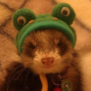 Meet your Posher, Alex